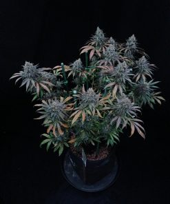 Tropicana Cookies FF Feminized Esrar Tohumu (Fast Buds)