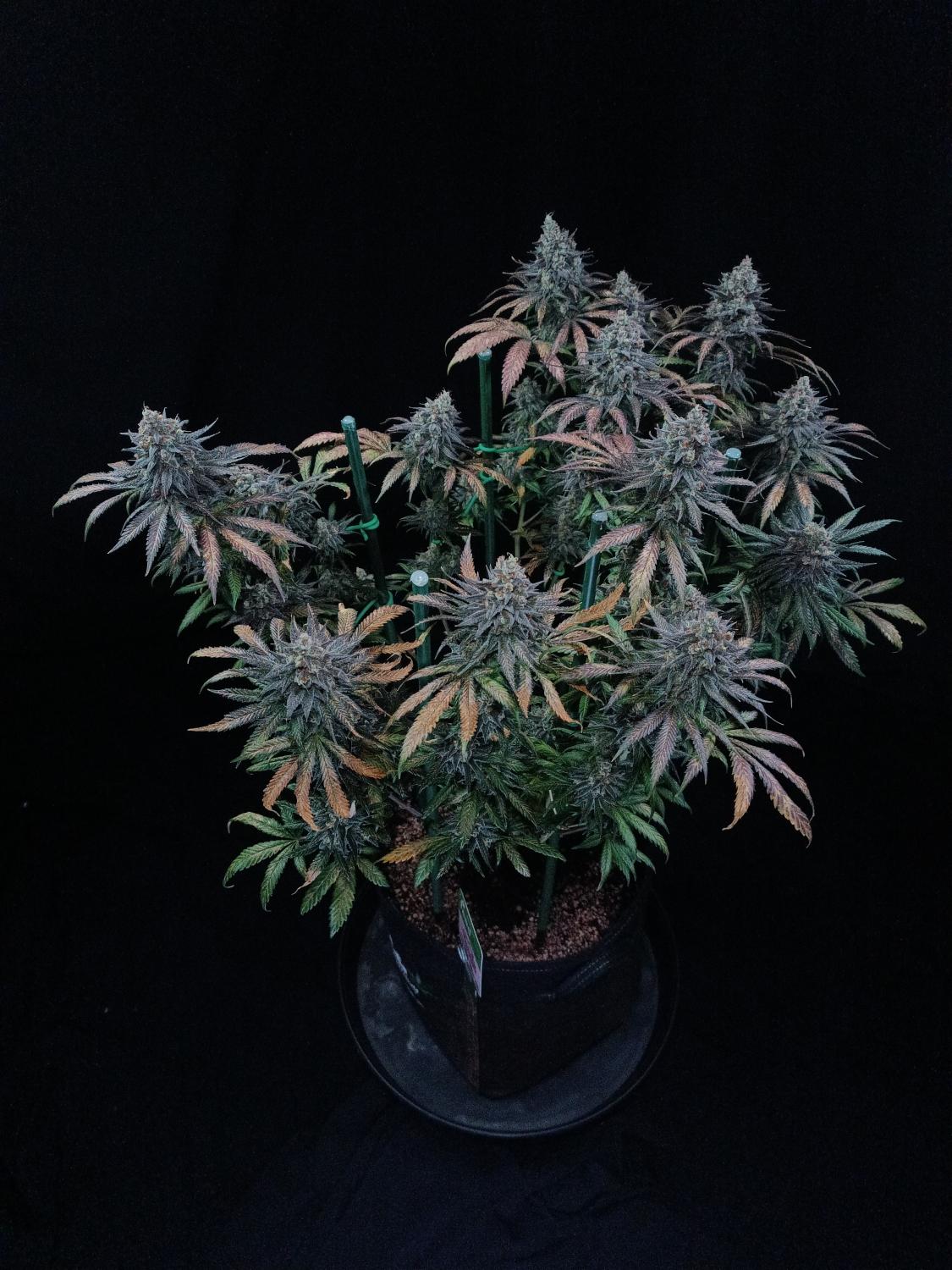Tropicana Cookies FF Feminized Esrar Tohumu (Fast Buds)