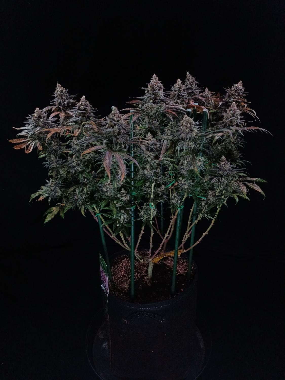 Tropicana Cookies FF Feminized Esrar Tohumu (Fast Buds)