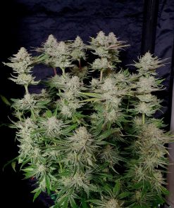 Tropicana Cookies FF Feminized Esrar Tohumu (Fast Buds)