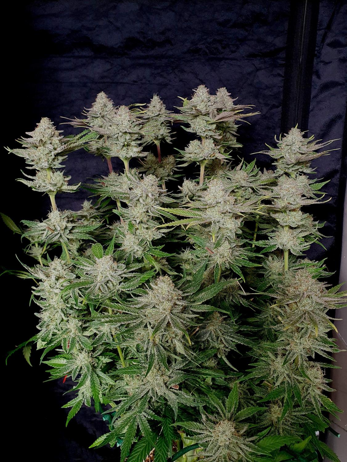Tropicana Cookies FF Feminized Esrar Tohumu (Fast Buds)