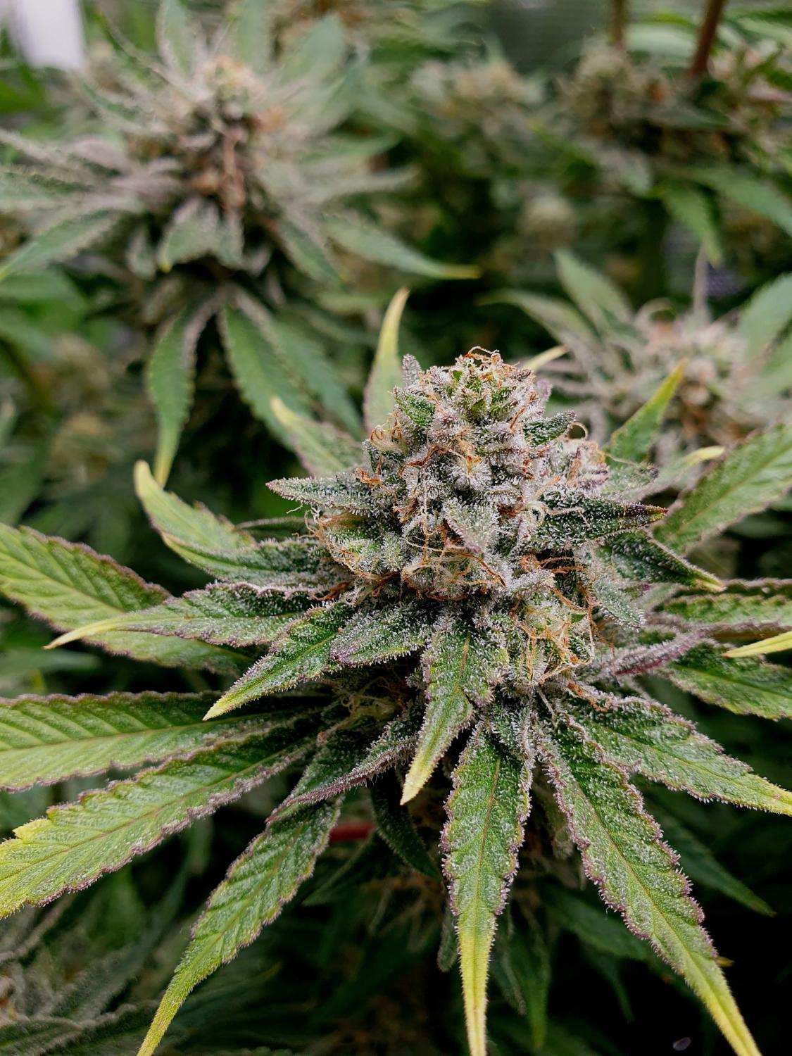 Tropicana Cookies FF Feminized Esrar Tohumu (Fast Buds)