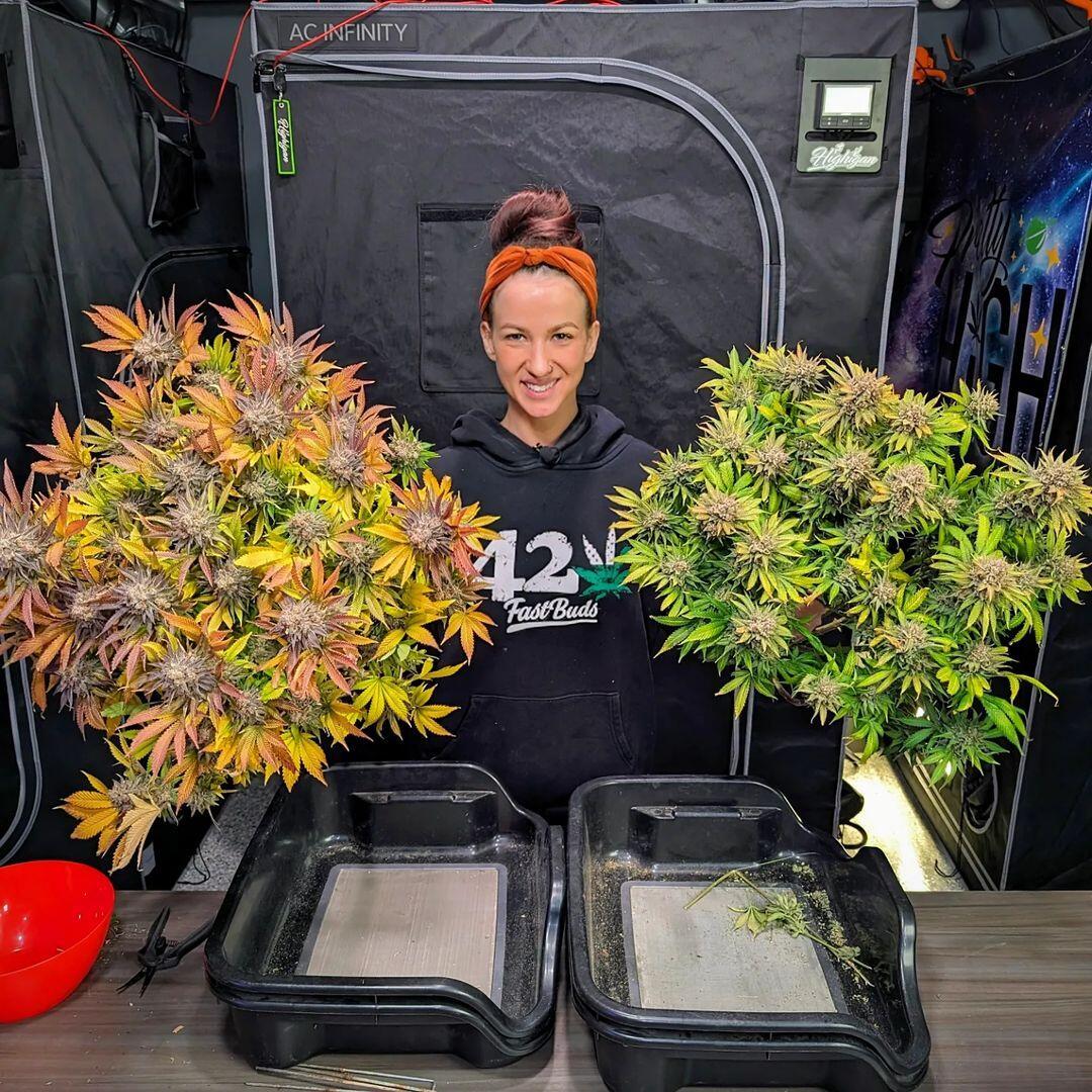 Tropicana Cookies FF Feminized Esrar Tohumu (Fast Buds)