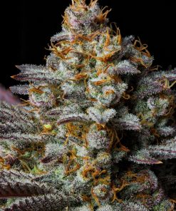 Tropicana Cookies FF Feminized Esrar Tohumu (Fast Buds)