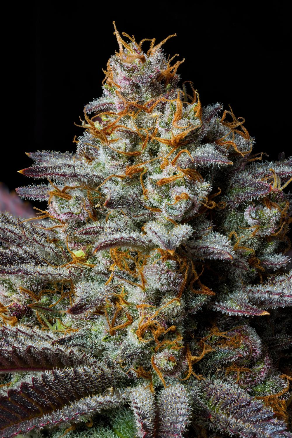 Tropicana Cookies FF Feminized Esrar Tohumu (Fast Buds)