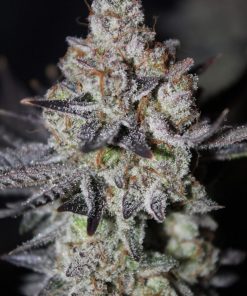 Tropicana Cookies FF Feminized Esrar Tohumu (Fast Buds)