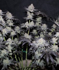 Tropicana Cookies FF Feminized Esrar Tohumu (Fast Buds)