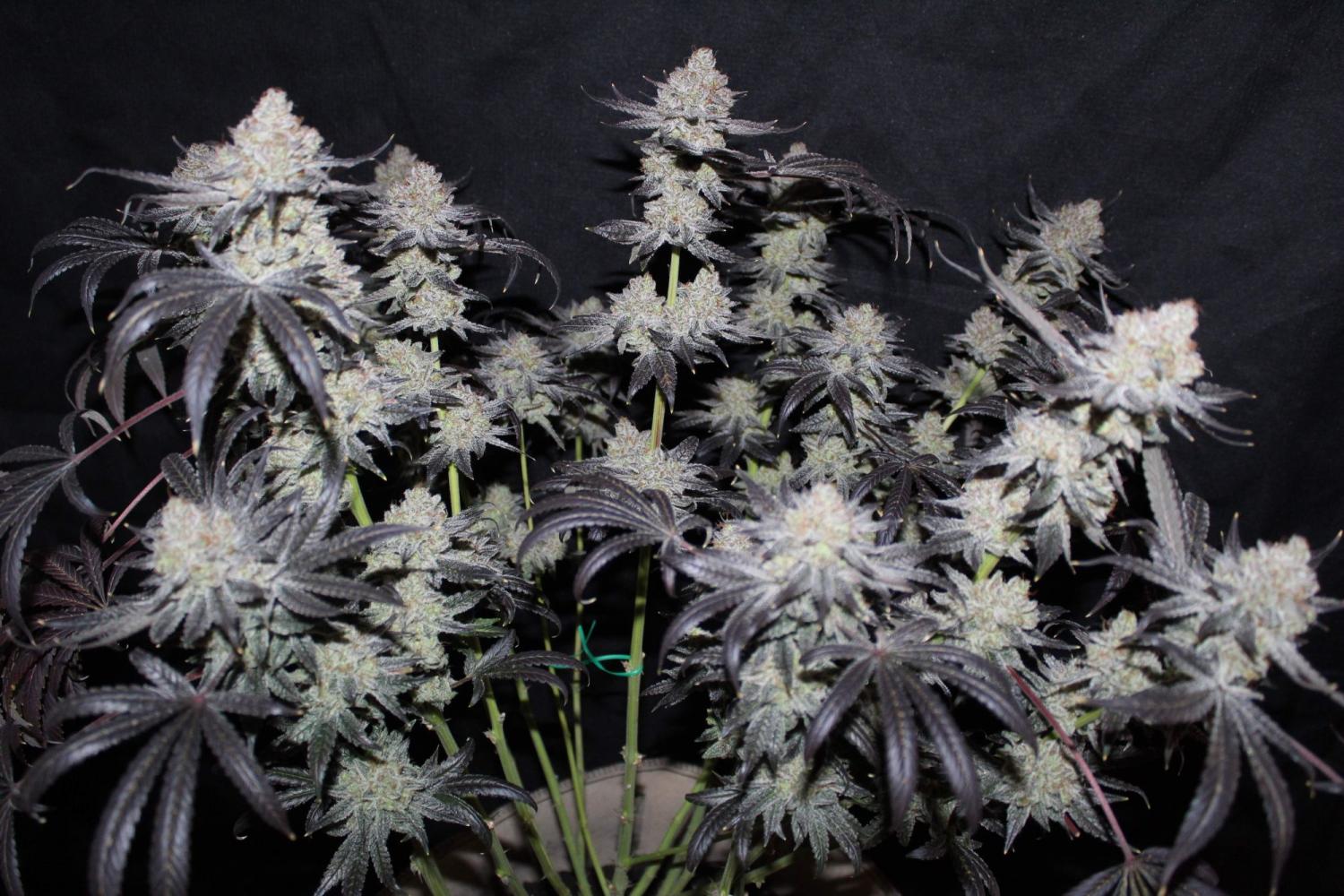 Tropicana Cookies FF Feminized Esrar Tohumu (Fast Buds)