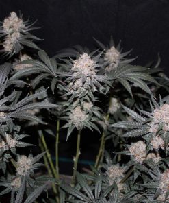 Tropicana Cookies FF Feminized Esrar Tohumu (Fast Buds)