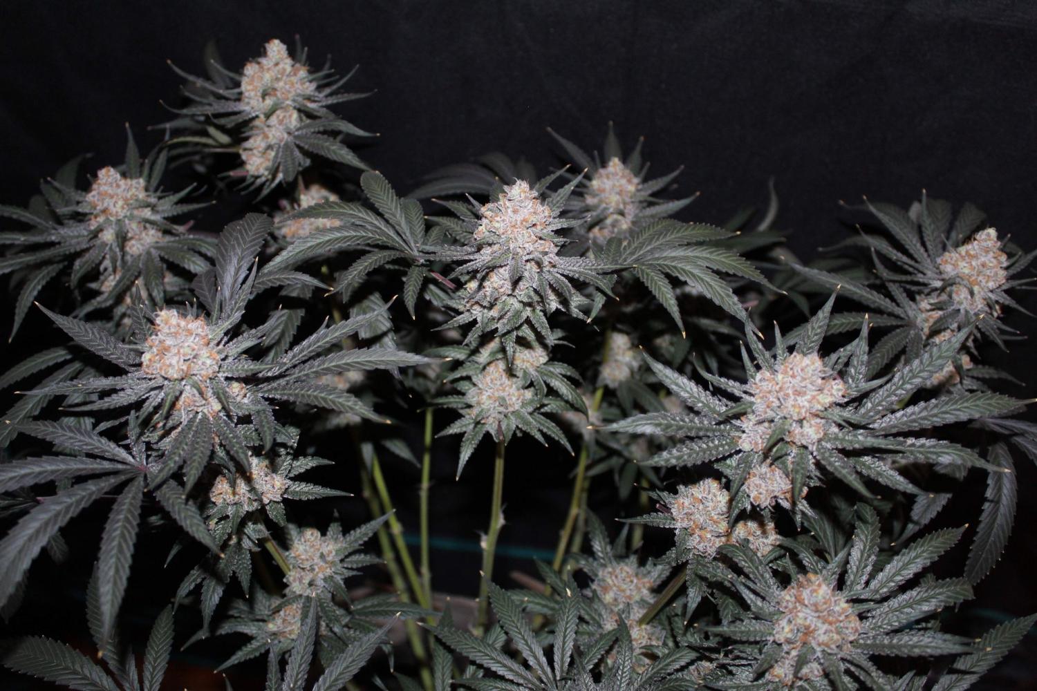 Tropicana Cookies FF Feminized Esrar Tohumu (Fast Buds)