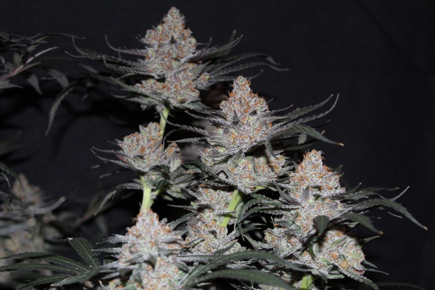 Tropicana Cookies FF Feminized Esrar Tohumu (Fast Buds)