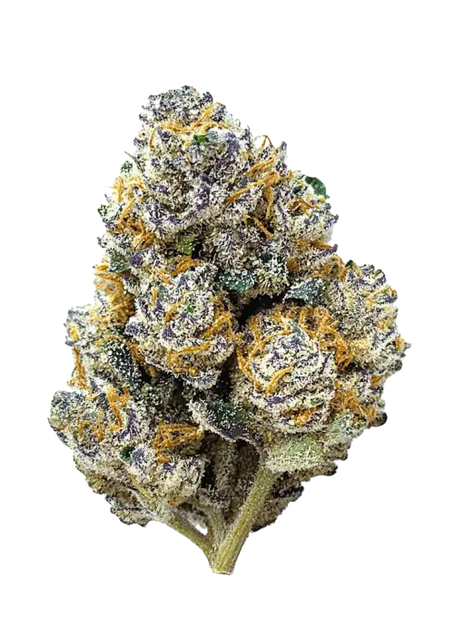 Tropicana Cookies FF, sert yakıtımsı aroması ve THC oranıyla öne çıkan Indica dominant bir türdür. Hızlı çiçeklenme özelliğiyle dikkat çeker. Etkilerini keşfedin.