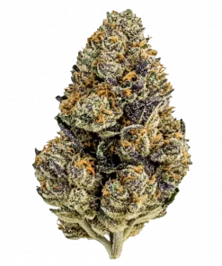 Tropicana Punch, taze meyve aromaları ve THC oranıyla öne çıkan dengeli bir hibrit türdür. Genetik yapısını ve eşsiz etkilerini keşfedin.