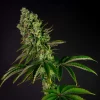 Tropicanna Banana Feminized Esrar Tohumu (Barney's Farm)