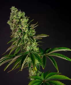 Tropicanna Banana Feminized Esrar Tohumu (Barney's Farm)