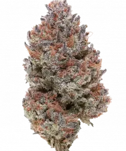 Tropicana Poison F1, tatlı mango aroması ve rahatlatıcı etkileriyle bilinen indica baskın bir türdür. Hızlı çiçeklenme özelliğiyle öne çıkar. Genetik yapısını keşfedin.