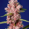 Tropicanna Poison F1 Fast Version Feminized Esrar Tohumu (Sweet Seeds)