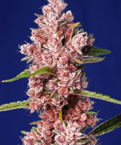 Tropicanna Poison F1 Fast Version Feminized Esrar Tohumu (Sweet Seeds)