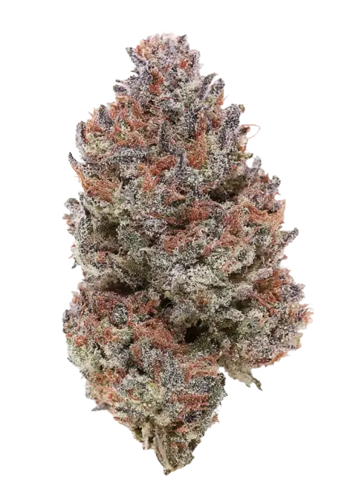 Tropicana Poison F1, tatlı mango aroması ve rahatlatıcı etkileriyle bilinen indica baskın bir türdür. Hızlı çiçeklenme özelliğiyle öne çıkar. Genetik yapısını keşfedin.