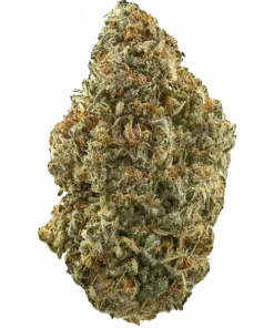 True OG, yakıtımsı aroması ve yüksek THC içeriğiyle bilinen indica baskın bir türdür. Ağrı ve uykusuzluğa iyi gelir. Etkilerini keşfedin.