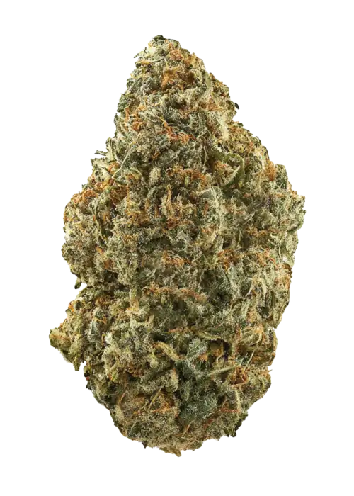 True OG, yakıtımsı aroması ve yüksek THC içeriğiyle bilinen indica baskın bir türdür. Ağrı ve uykusuzluğa iyi gelir. Etkilerini keşfedin.