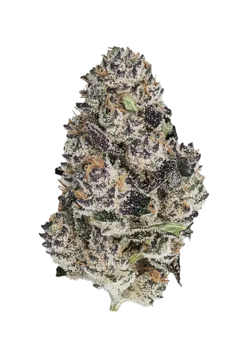 Truffle Cake, tatlı aroması ve dengeli etkisiyle öne çıkan sativa baskın bir türdür. Zihinsel uyarım ve fiziksel rahatlama için ideal. Hemen keşfedin.