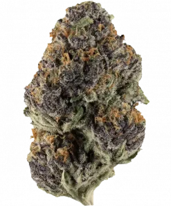 Truffle Monkey, sert yakıtımsı aroması ve yüksek THC içeriğiyle öne çıkan Sativa baskın bir türdür. Eşsiz genetik yapısını ve etkilerini keşfedin.