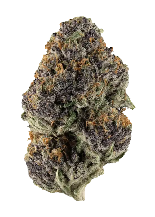 Truffle Monkey, sert yakıtımsı aroması ve yüksek THC içeriğiyle öne çıkan Sativa baskın bir türdür. Eşsiz genetik yapısını ve etkilerini keşfedin.