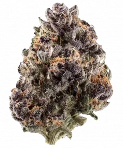 Truffle Pizza, sarımsak ve trüf aromalarıyla öne çıkan dengeli bir hibrit türdür. Kronik ağrı ve stresi azaltmaya yardımcı olabilir. Etkilerini keşfedin.