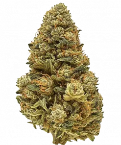Truffles, vanilya ve çikolata aromalarıyla öne çıkan Indica baskın bir türdür. Yüksek verimi ve rahatlatıcı etkileriyle bilinir. Genetik yapısını keşfedin.