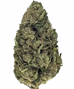 Turkey Bag, turunçgil aromaları ve yüksek THC içeriğiyle öne çıkan Indica dominant bir türdür. Spazm ve stres için ideal. Genetik yapısını keşfedin.