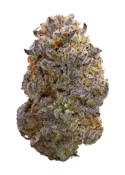 Turkey Legs, yakıtımsı aroması ve rahatlatıcı etkileriyle bilinen indica baskın bir türdür. Stresi azaltan genetik yapısını keşfedin ve faydalarını görüntüleyin.