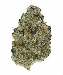 Tutankhamon Fast, tatlı ve baharatlı aromasıyla öne çıkan Sativa ağırlıklı bir türdür. Yüksek THC içeriğiyle öfori sağlar. Genetik yapısını keşfedin ve görüntüleyin.