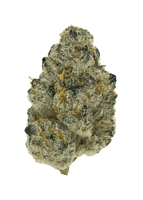 Tutankhamon Fast, tatlı ve baharatlı aromasıyla öne çıkan Sativa ağırlıklı bir türdür. Yüksek THC içeriğiyle öfori sağlar. Genetik yapısını keşfedin ve görüntüleyin.