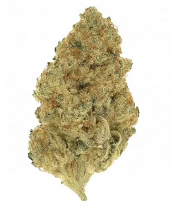 Tutankhamon x Cookies USA, tatlı narenciye aroması ve THC içeriğiyle öne çıkan Indica dominant türdür. Depresyon ve stres için ideal. Özelliklerini keşfedin.