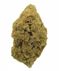 Tutankhamon x Gorilla Blue, yakıtımsı aroması ve THC oranıyla öne çıkan Indica baskın bir türdür. Spazm ve stres için idealdir. Etkilerini keşfedin.