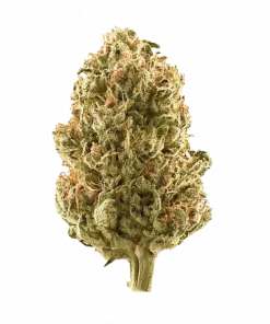 Twisted Citrus, belirgin portakal aroması ve yüksek THC içeriğiyle öne çıkan dengeli bir hibrit türdür. Enerjik etkilerini ve eşsiz aromasını keşfedin.