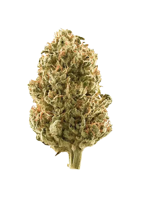 Twisted Citrus, belirgin portakal aroması ve yüksek THC içeriğiyle öne çıkan dengeli bir hibrit türdür. Enerjik etkilerini ve eşsiz aromasını keşfedin.