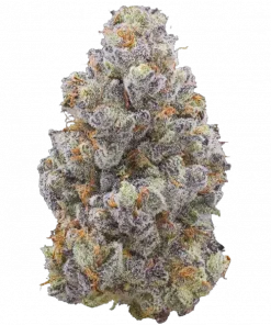 Udder Madness, vanilya ve muz aromalarıyla öne çıkan Indica baskın bir türdür. Yüksek verim ve reçine için ideal. Genetik yapısını keşfedin ve etkilerini görüntüleyin.