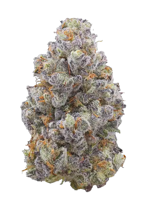 Udder Madness, vanilya ve muz aromalarıyla öne çıkan Indica baskın bir türdür. Yüksek verim ve reçine için ideal. Genetik yapısını keşfedin ve etkilerini görüntüleyin.