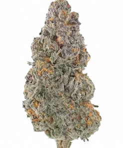 UK Cheese x Hollywood, sert peynir aroması ve yüksek THC içeriğiyle bilinen dengeli bir hibrit türdür. Yaratıcı etkilerini keşfedin ve hemen görüntüleyin.