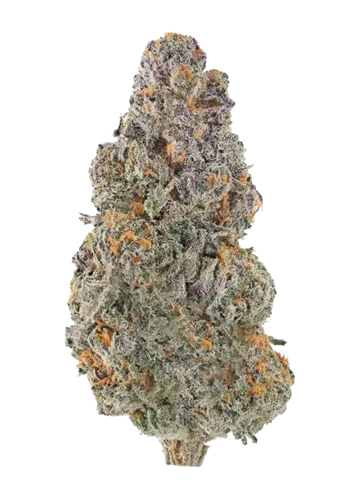 UK Cheese x Hollywood, sert peynir aroması ve yüksek THC içeriğiyle bilinen dengeli bir hibrit türdür. Yaratıcı etkilerini keşfedin ve hemen görüntüleyin.