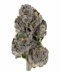 UK Riot, sert narenciye aroması ve yüksek THC içeriğiyle bilinen Indica dominant bir türdür. Yaratıcılığı artıran etkilerini keşfedin ve hemen görüntüleyin.