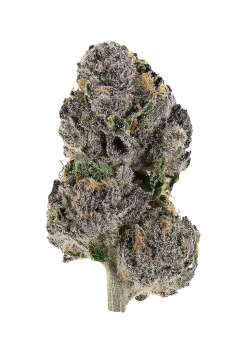 UK Riot, sert narenciye aroması ve yüksek THC içeriğiyle bilinen Indica dominant bir türdür. Yaratıcılığı artıran etkilerini keşfedin ve hemen görüntüleyin.