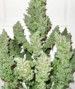 Ultimate Auto Fem Esrar Tohumu (Dutch Passion)