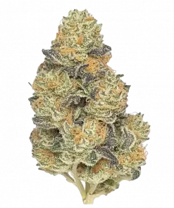 Unicorn Poop, tatlı meyve aromaları ve THC ile öne çıkan hibrit bir türdür. Rahatlatıcı etkileriyle bilinir. Bu eşsiz türü keşfedin.