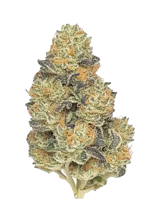 Unicorn Poop, tatlı meyve aromaları ve THC ile öne çıkan hibrit bir türdür. Rahatlatıcı etkileriyle bilinir. Bu eşsiz türü keşfedin.