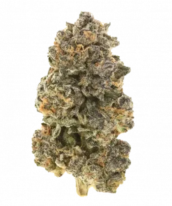 Uvaz, tatlı üzüm aroması ve THC ile öne çıkan Sativa baskın bir türdür. Yaratıcılığı tetikleyen bu eşsiz türün genetik yapısını keşfedin.