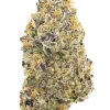 UW Purple, üzüm ve böğürtlen aromalı, yüksek THC'li Indica baskın bir türdür. Derin rahatlama ve uyku için ideal. Genetik yapısını keşfedin.