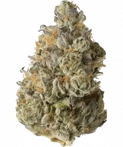 Valley Banger, sert benzin kokusu ve dengeli etkileriyle öne çıkan hibrit bir türdür. Yüksek THC seviyesiyle dikkat çeken bu türü keşfedin.